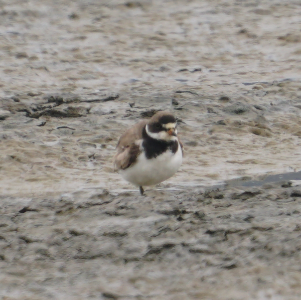 Semipalmated Plover - ML359064371