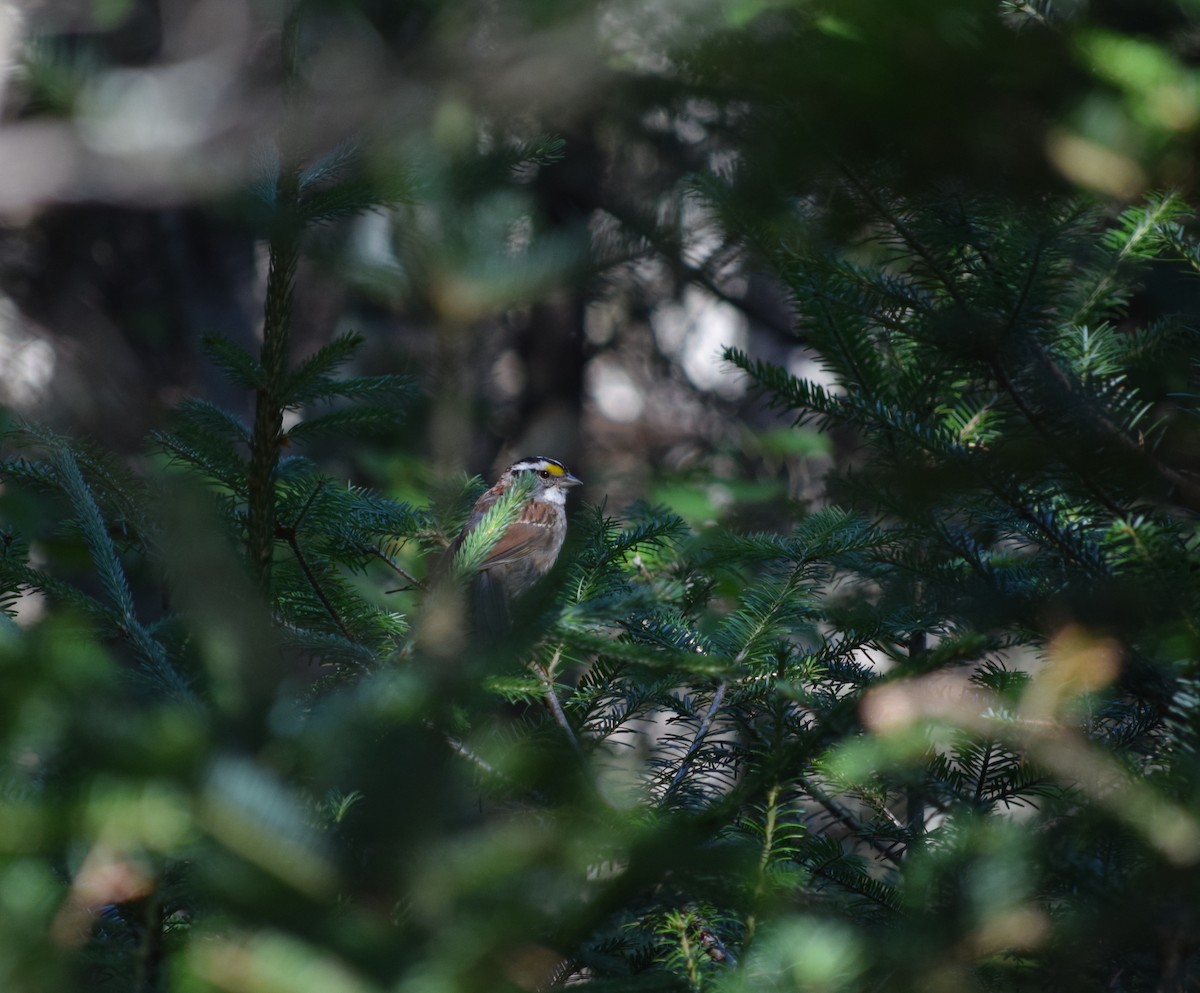 White-throated Sparrow - ML359064521