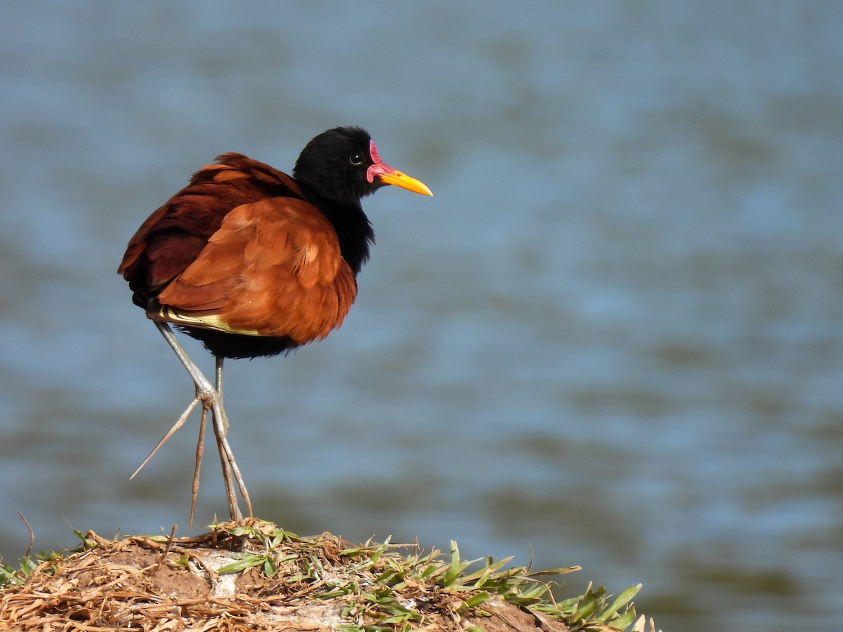 Wattled Jacana - ML359066281