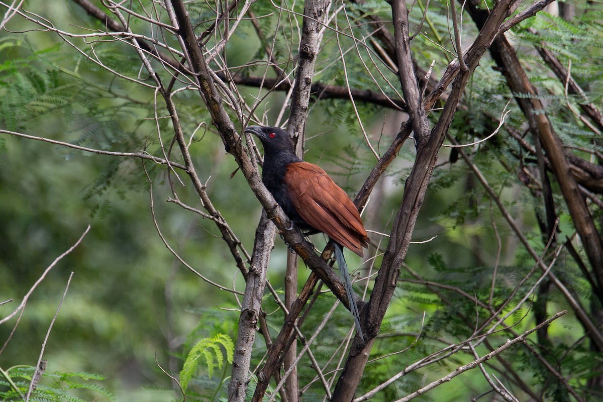 Greater Coucal - ML359067141