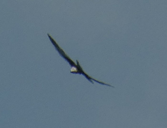 Swallow-tailed Kite - Bill Pranty