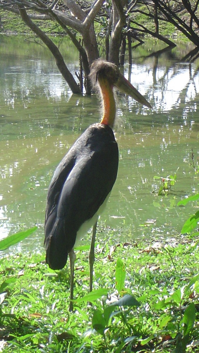 Sundamarabu - ML359067951