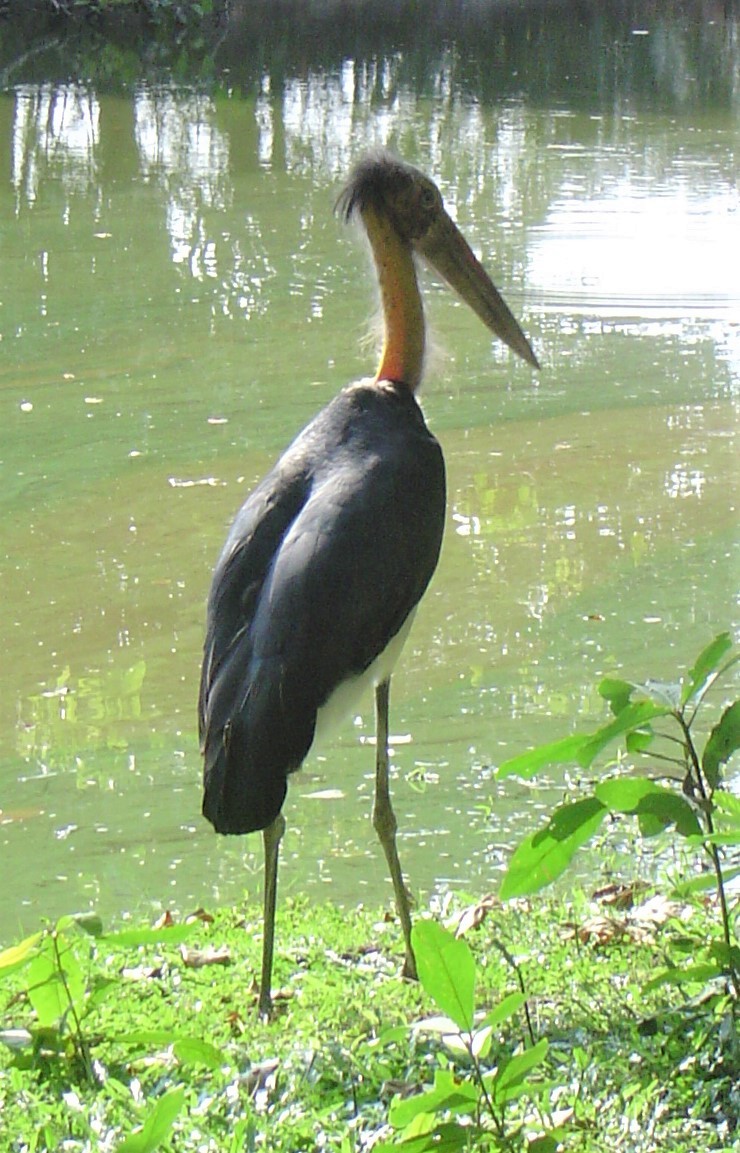 Sundamarabu - ML359067961