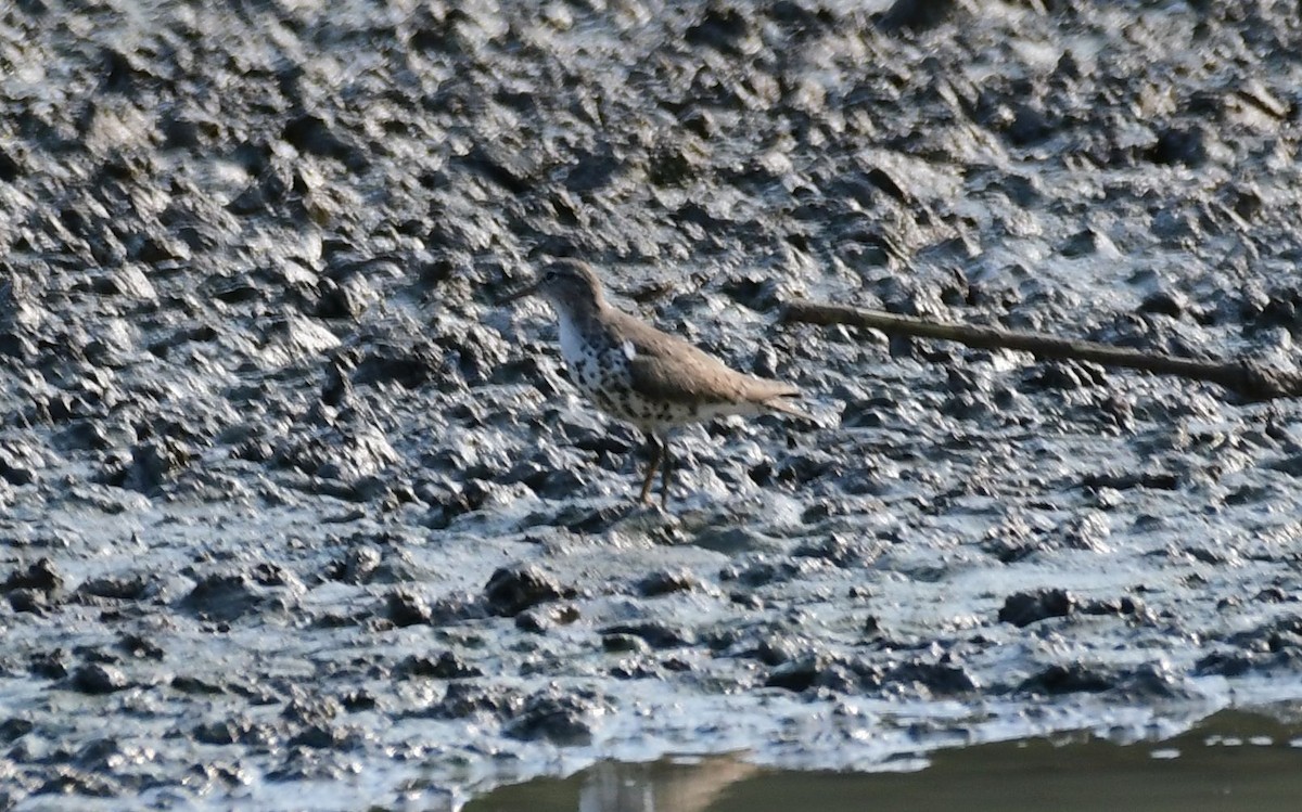 Spotted Sandpiper - ML359068661