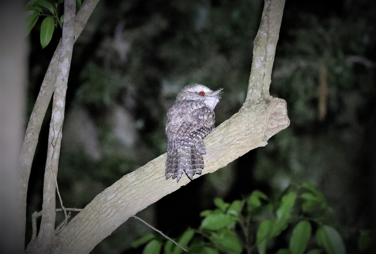 Marbled Frogmouth - ML359069311