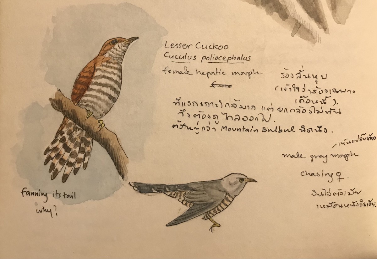 Lesser Cuckoo - ML359070621