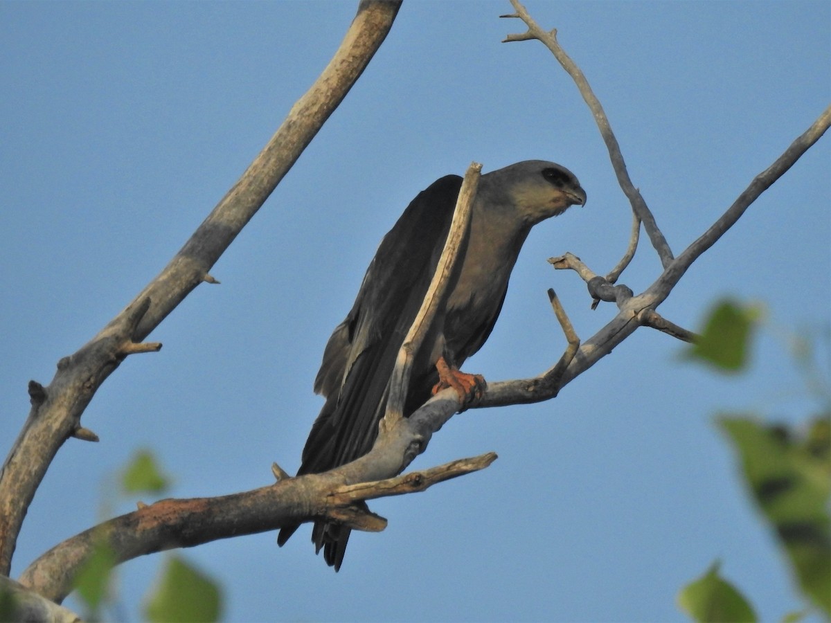 Mississippi Kite - ML359071891