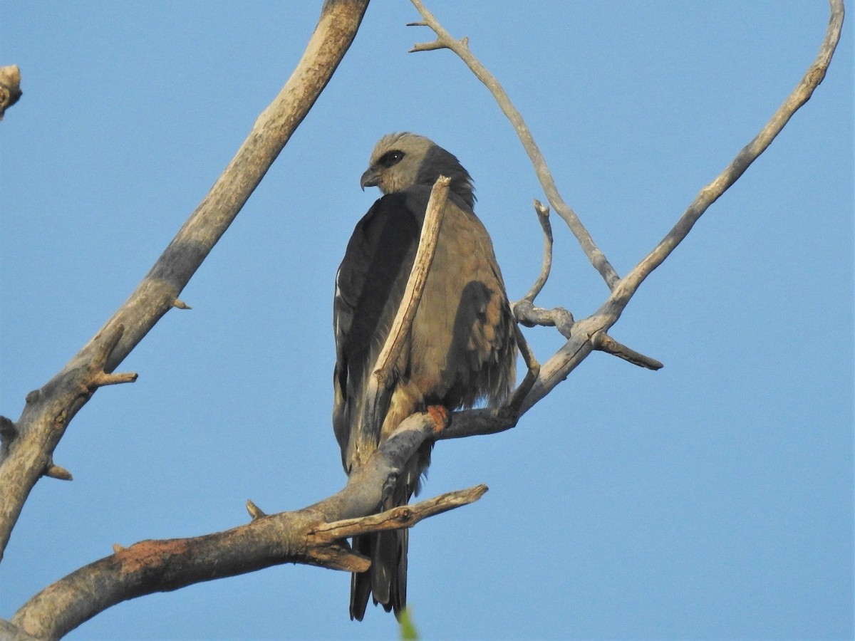 Mississippi Kite - ML359071901