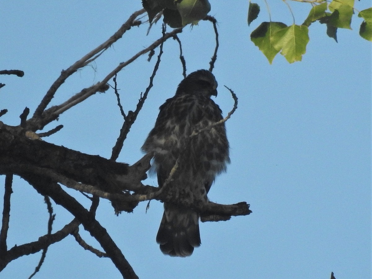 Mississippi Kite - ML359071911