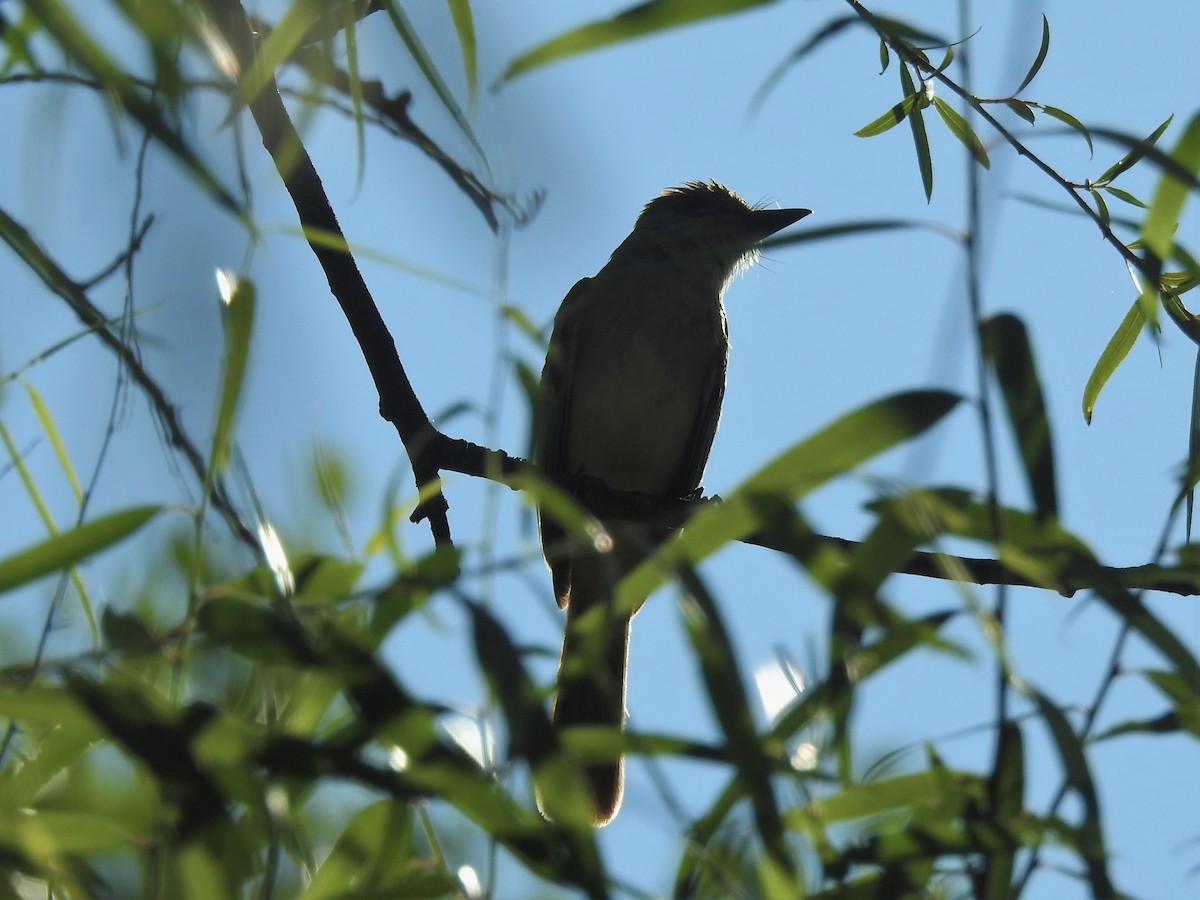 Brown-crested Flycatcher - ML359071931