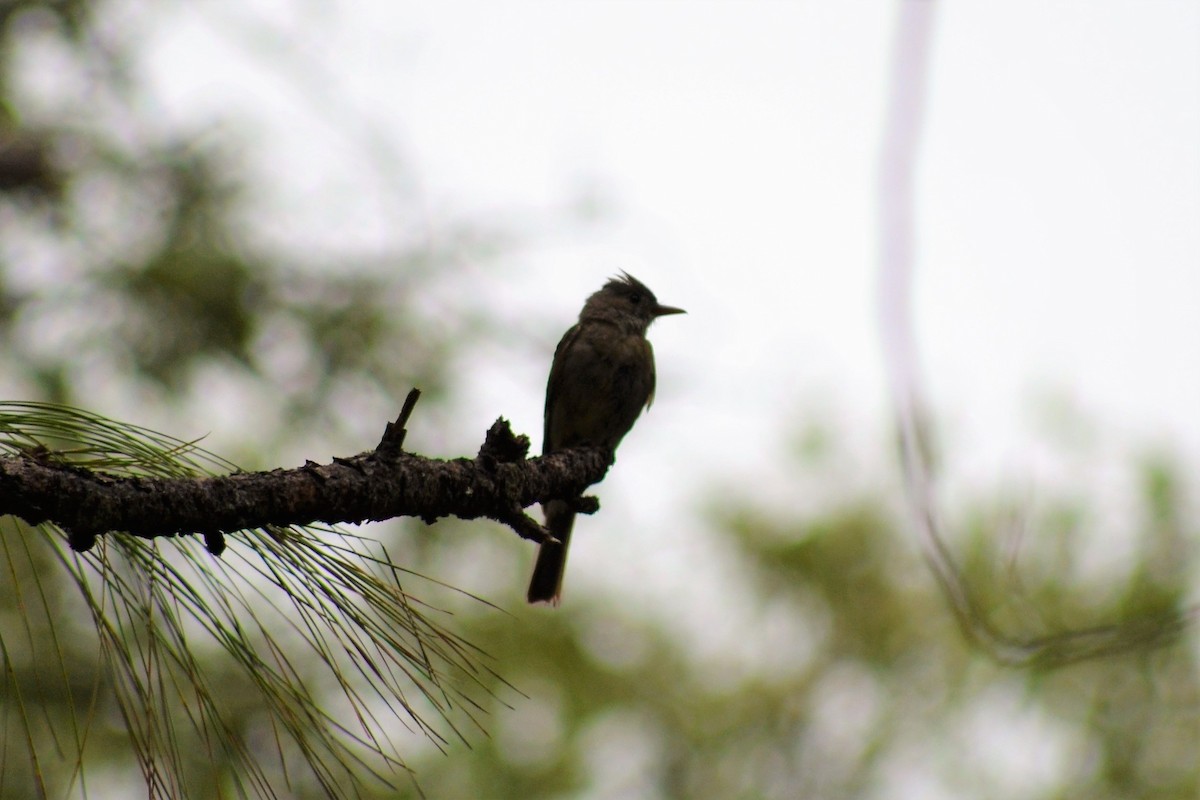 Greater Pewee - Germán Leyva García