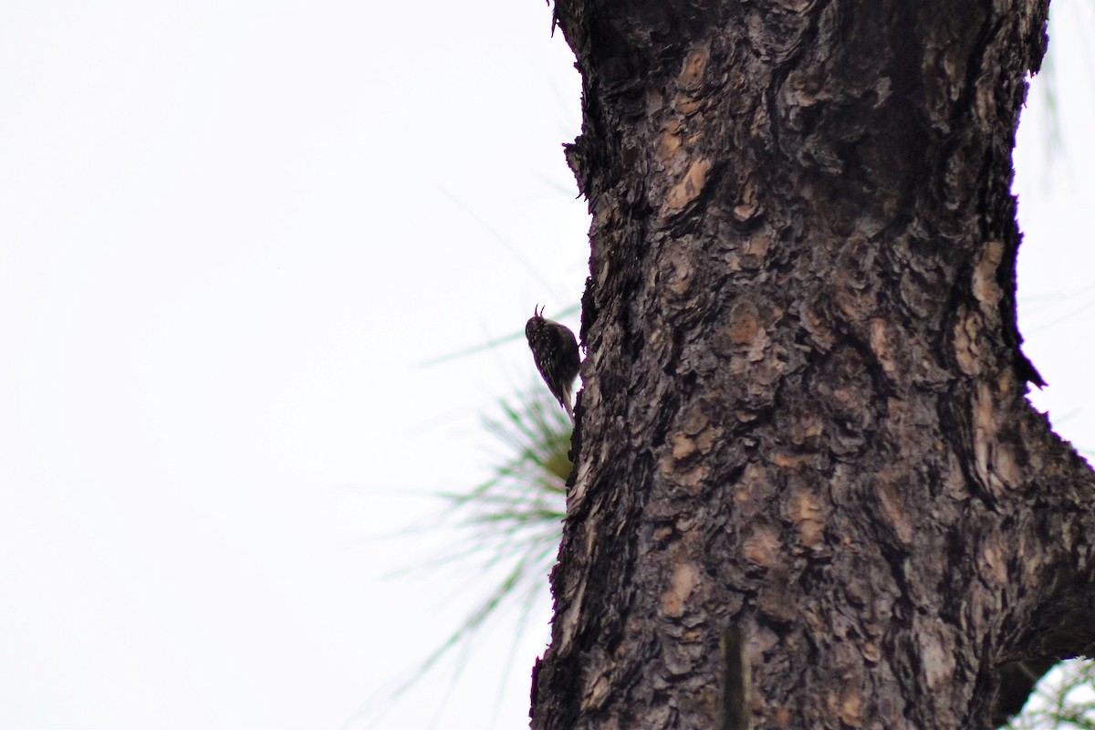 Brown Creeper - Germán Leyva García