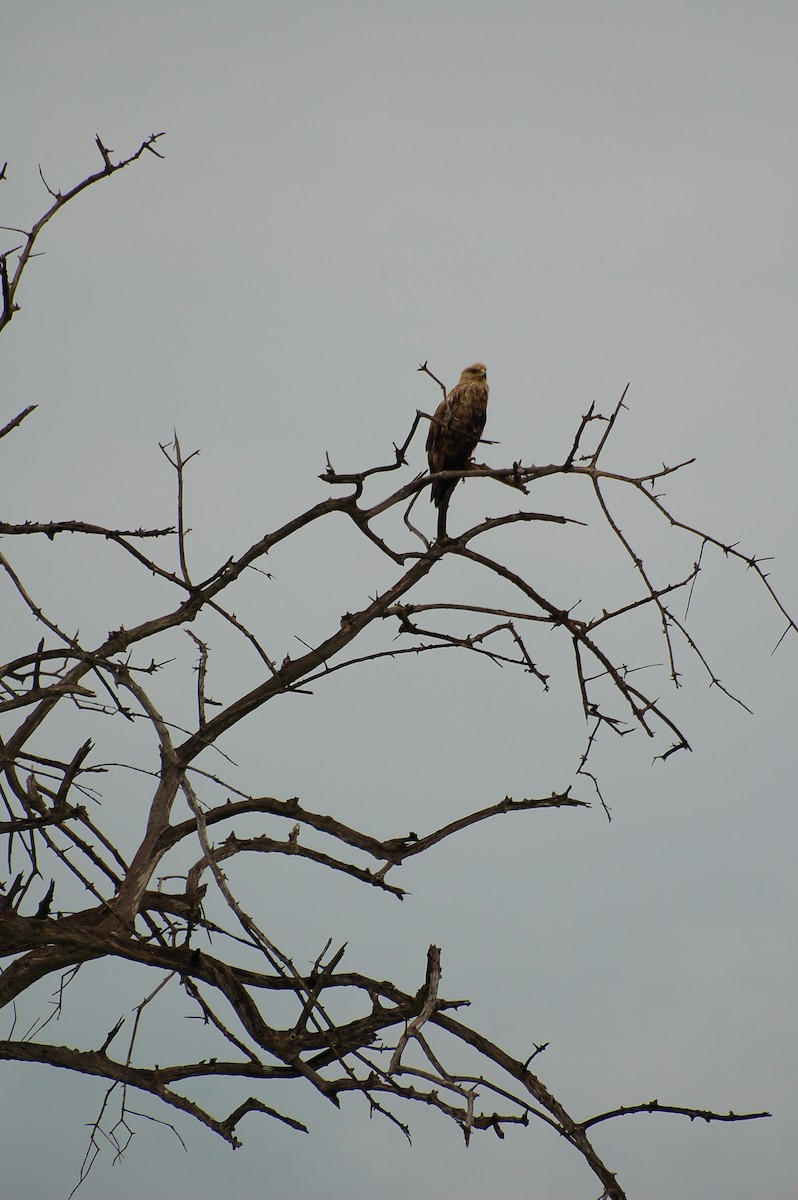 Tawny Eagle - ML359075921