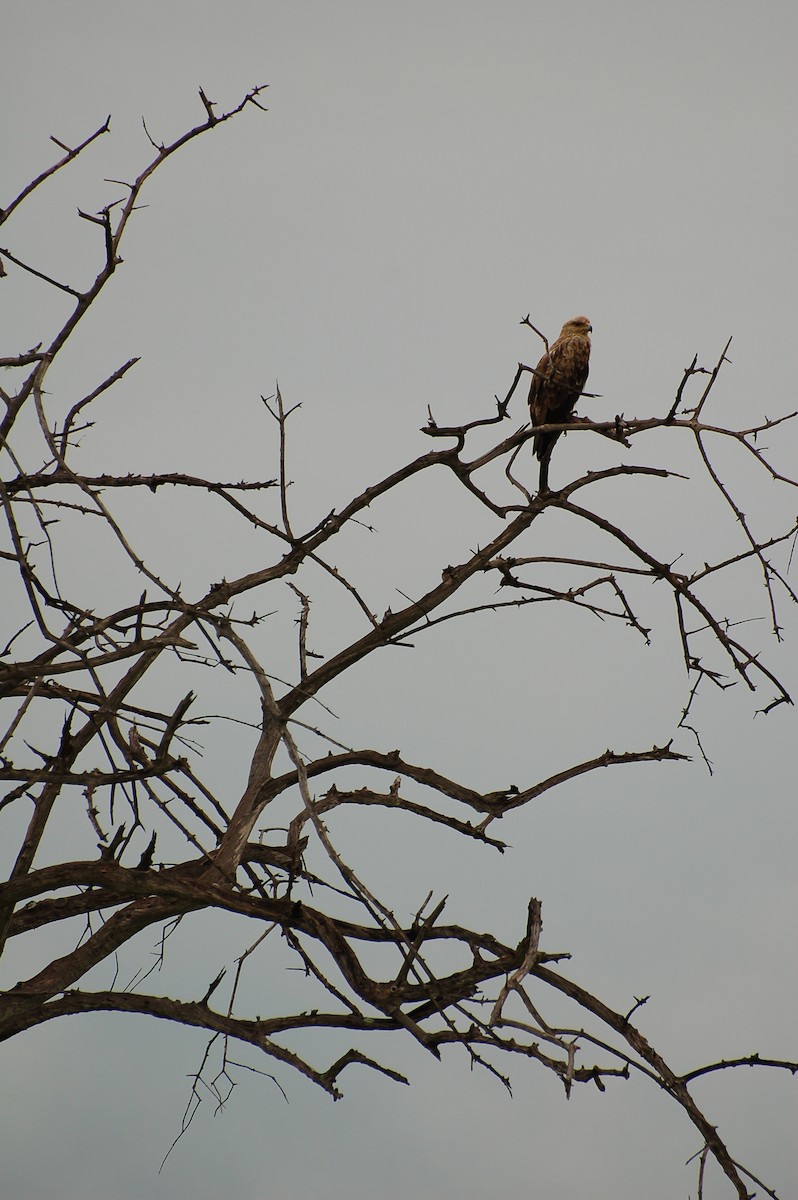 Tawny Eagle - ML359075941