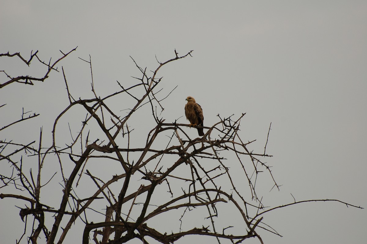 Tawny Eagle - ML359075951