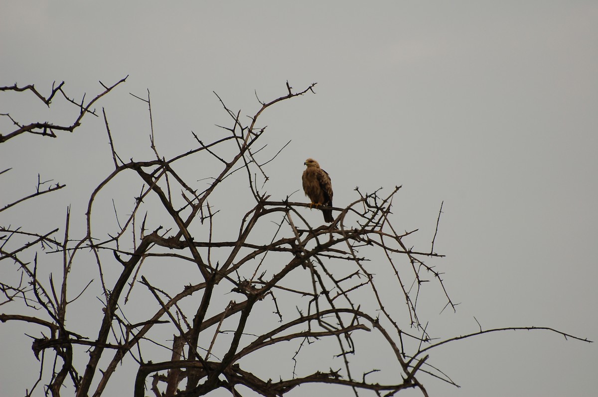 Tawny Eagle - ML359075971