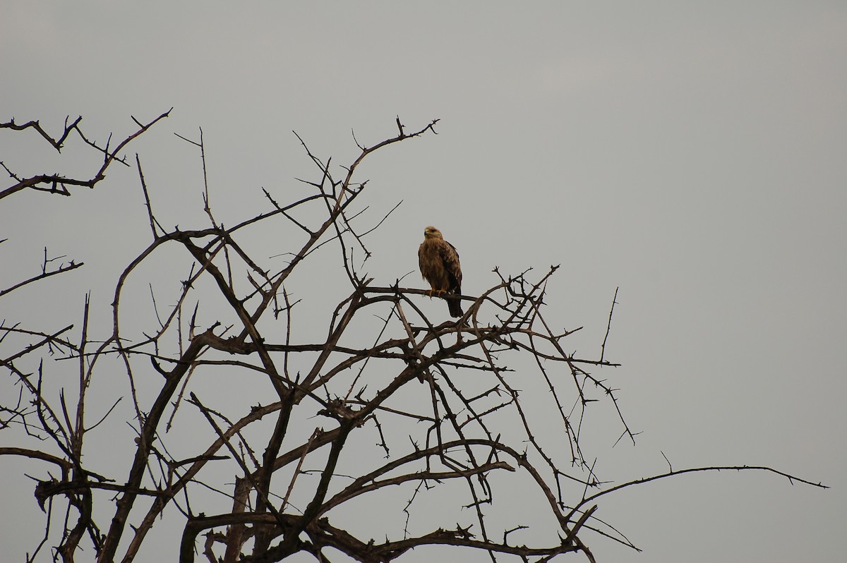 Tawny Eagle - ML359075981