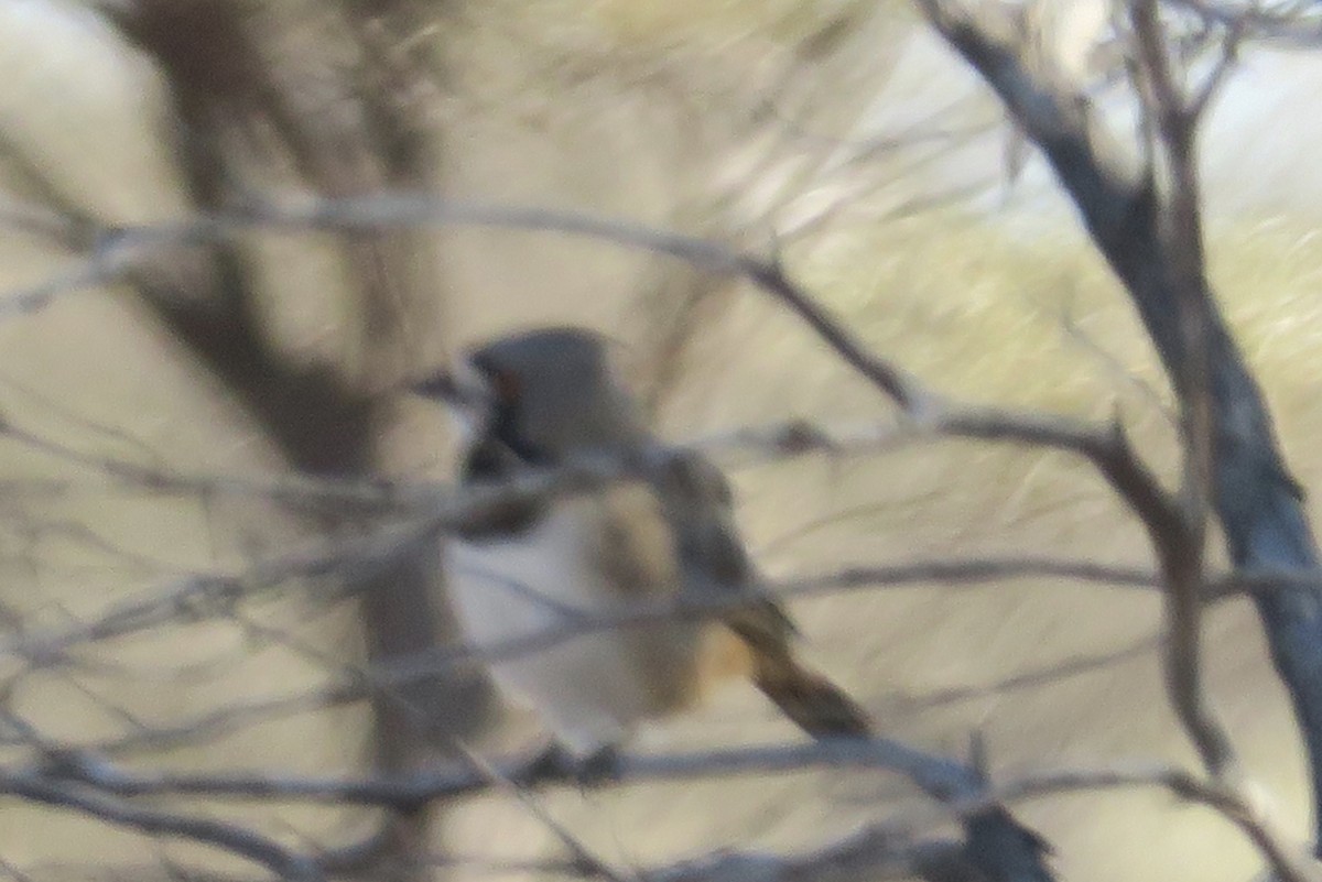 Crested Bellbird - ML359076531