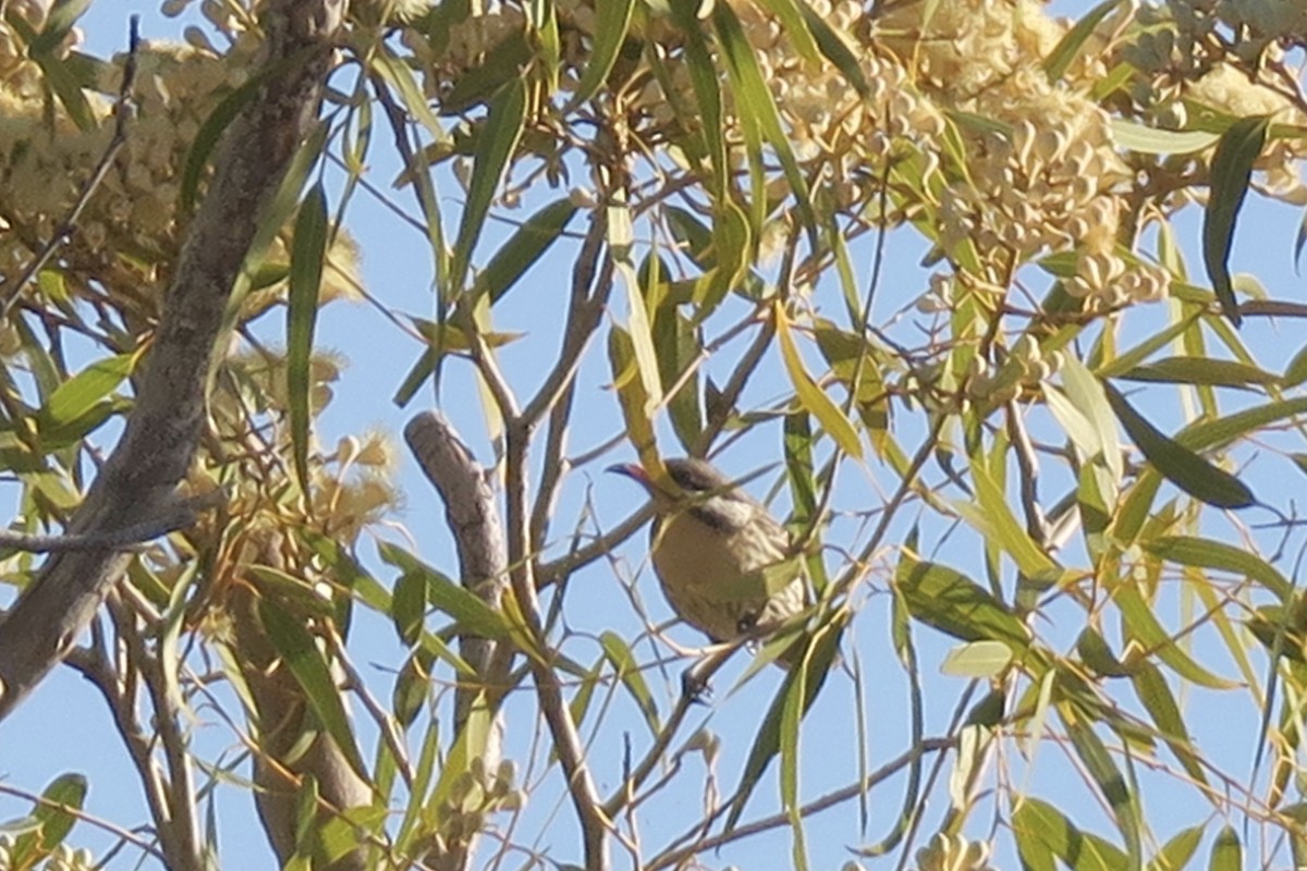 Spiny-cheeked Honeyeater - ML359076591