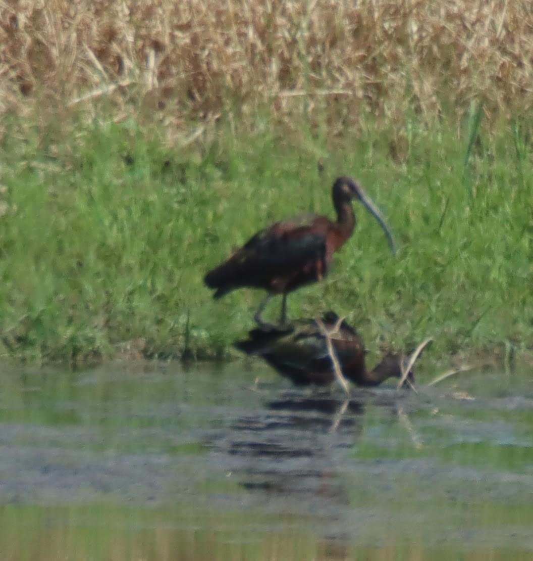 ibis americký - ML359078481