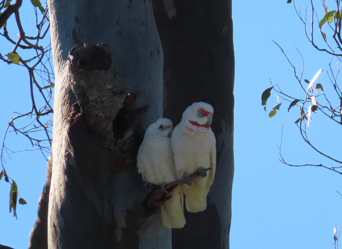 Long-billed Corella - ML359079171