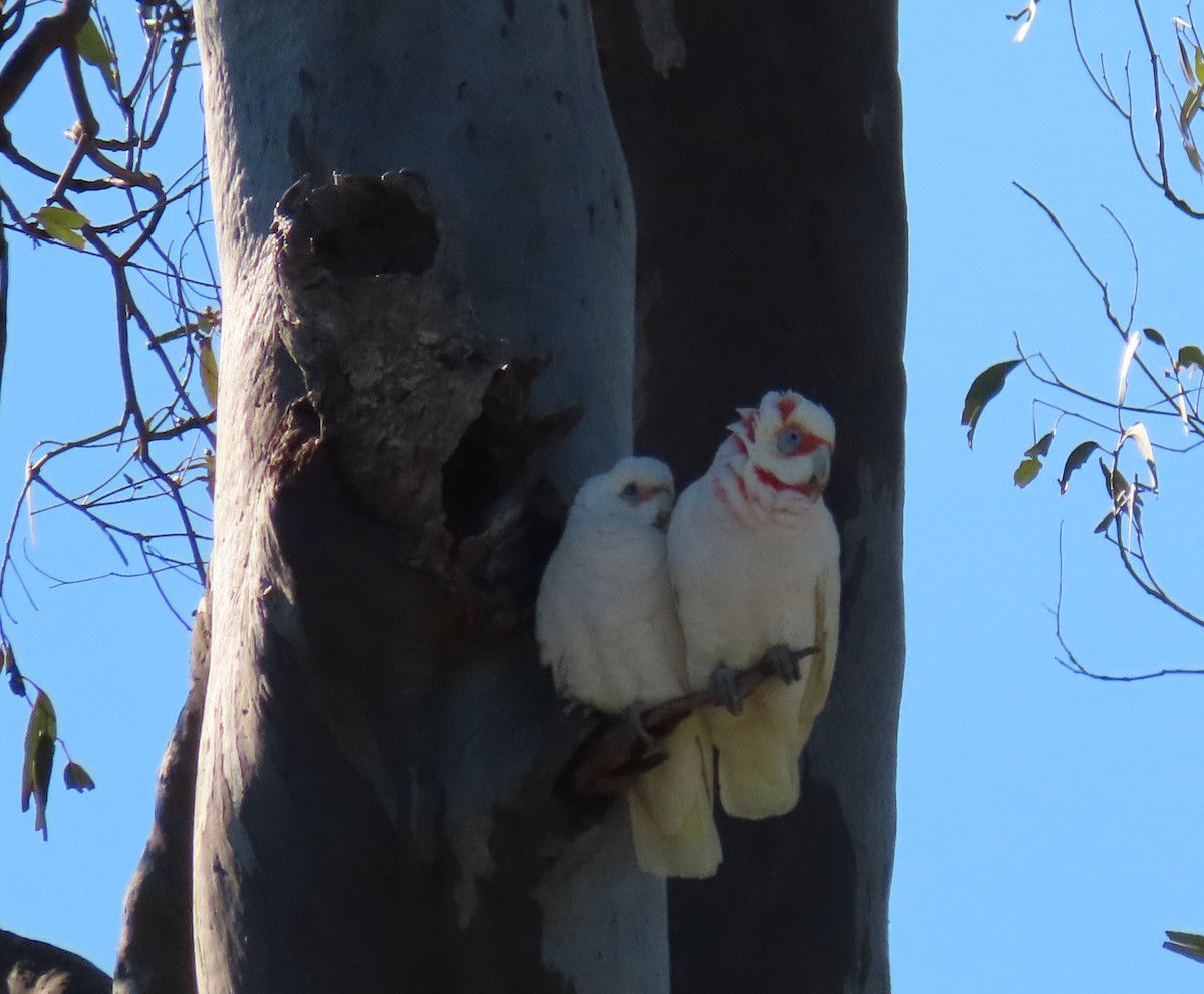 Long-billed Corella - ML359079191