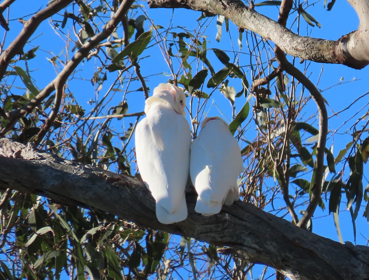 Long-billed Corella - ML359079201