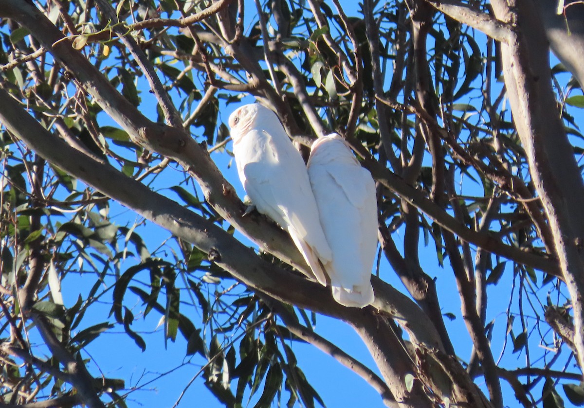 Long-billed Corella - ML359079211