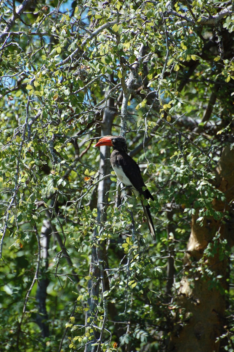 Crowned Hornbill - ML359079241