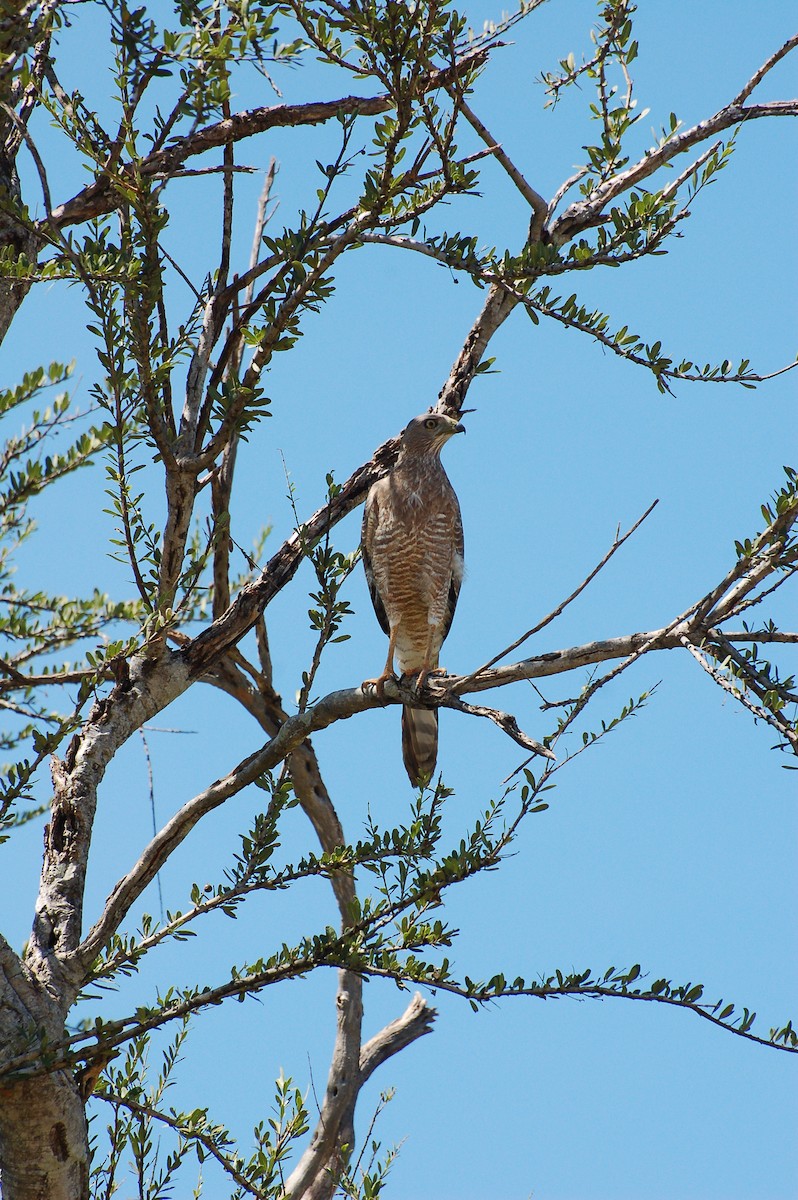 Eastern Chanting-Goshawk - ML359079261