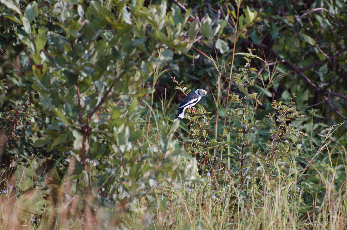 White Helmetshrike - ML359079301