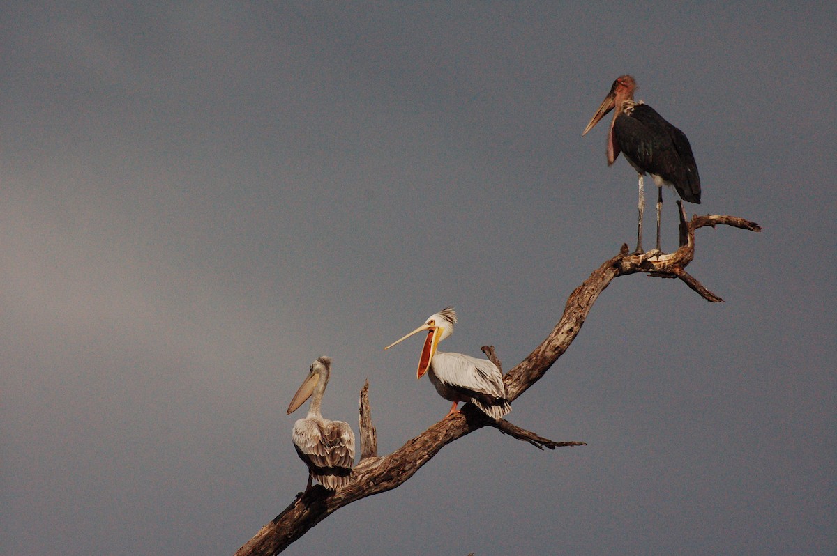 Pink-backed Pelican - ML359079341