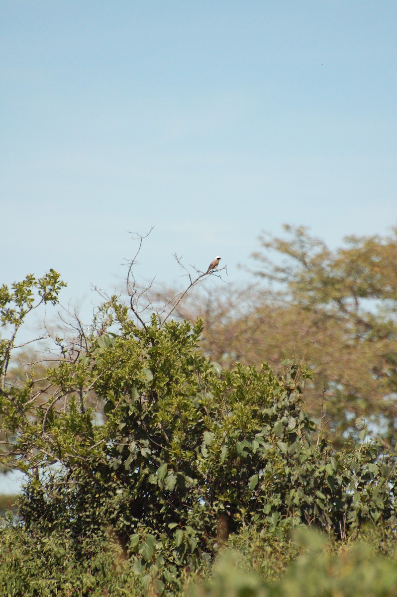 White-rumped Shrike - ML359079391