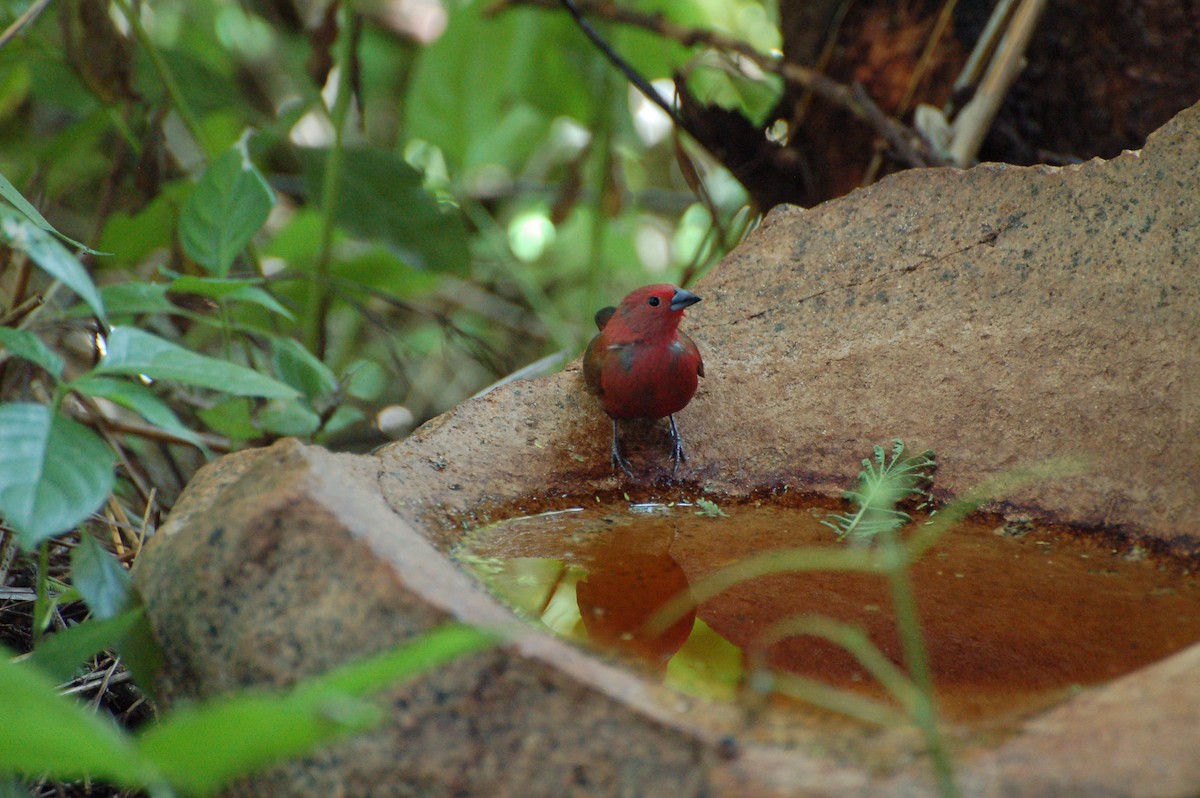 African Firefinch - ML359079411