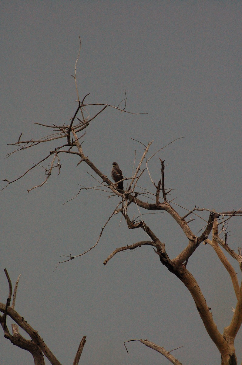 Dark Chanting-Goshawk - ML359079431