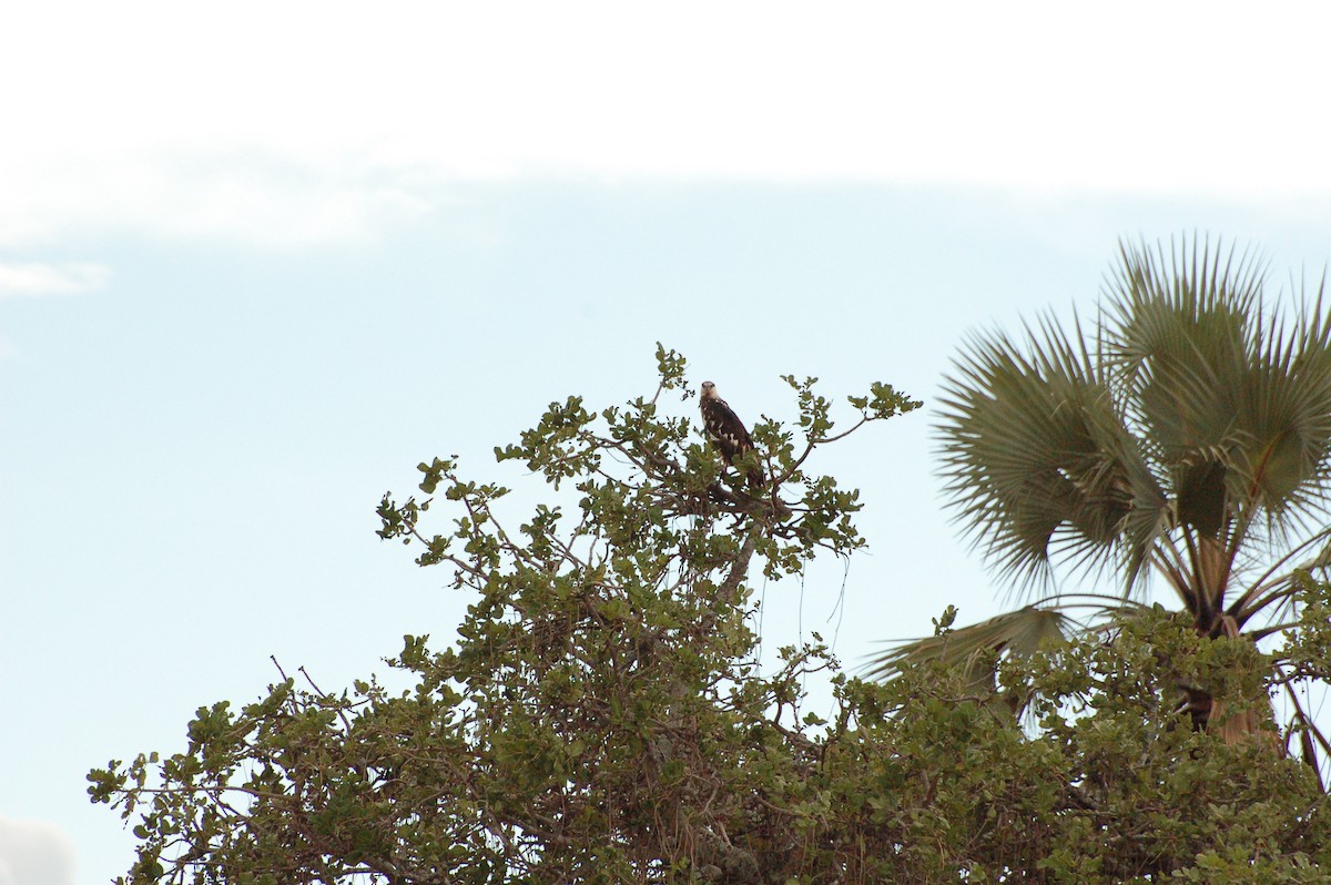 Augur Buzzard (Augur) - ML359079441