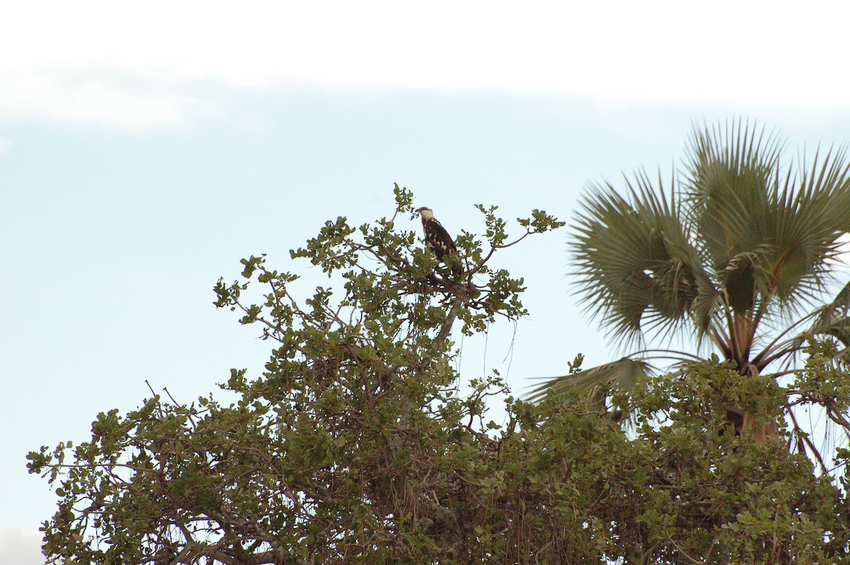 Augur Buzzard (Augur) - ML359079451