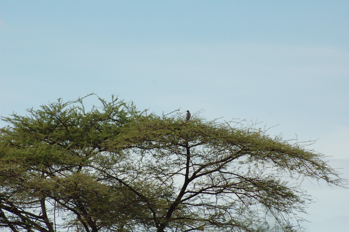 Dark Chanting-Goshawk - Paul Shaffner