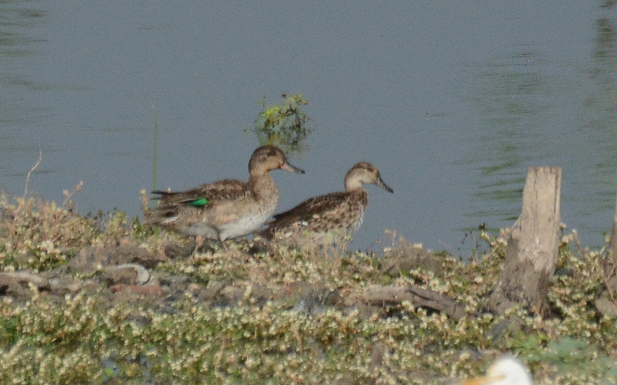 Green-winged Teal - ML359080791