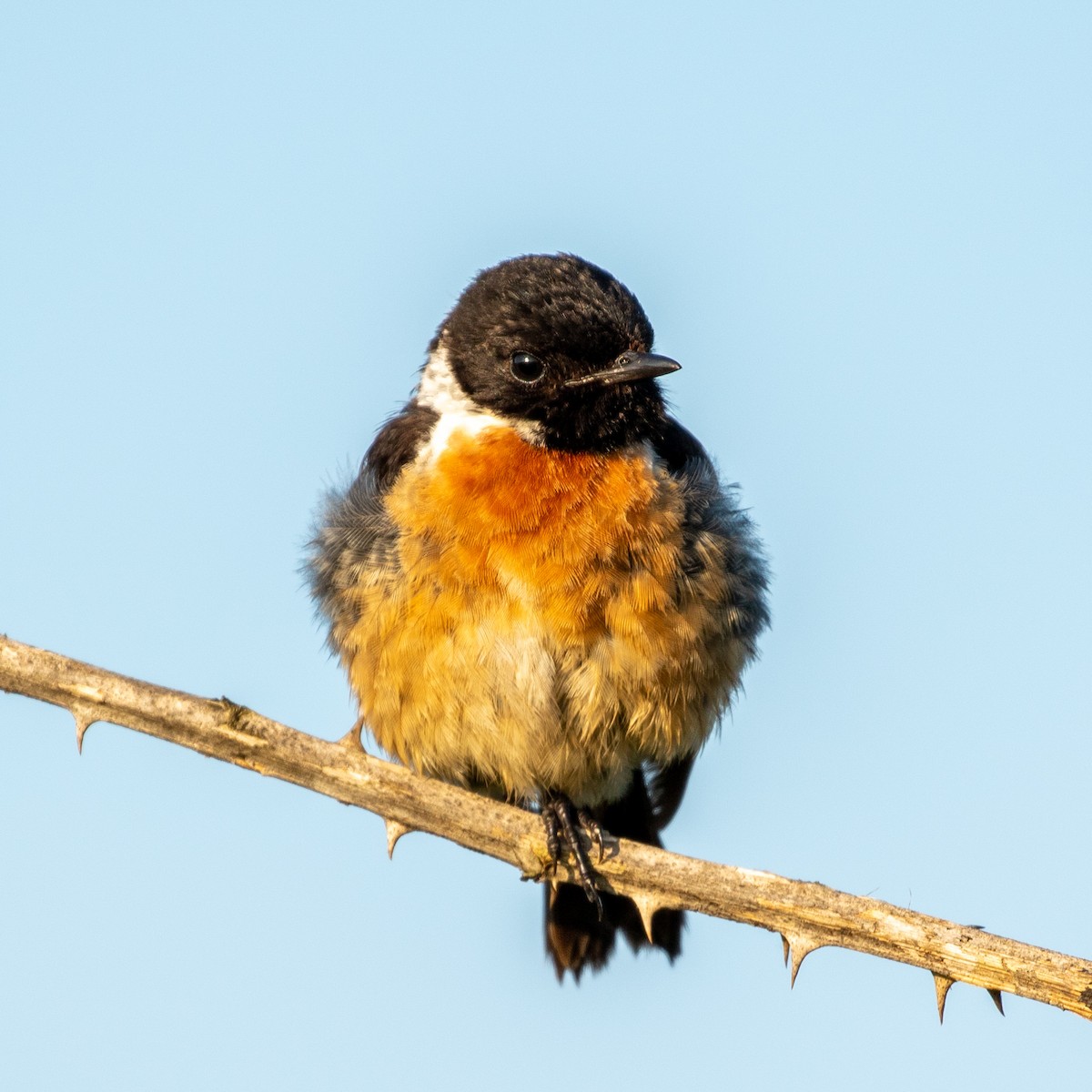 European Stonechat - ML359082691