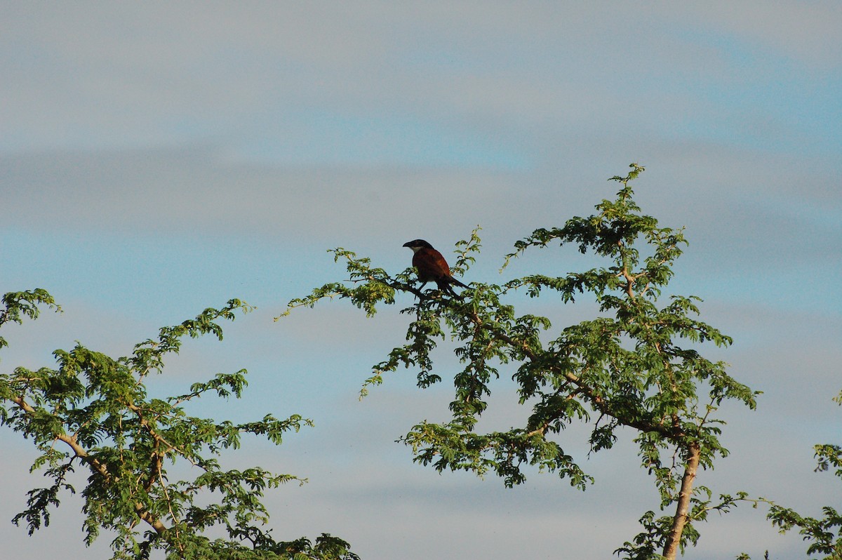 Coppery-tailed Coucal - ML359082931