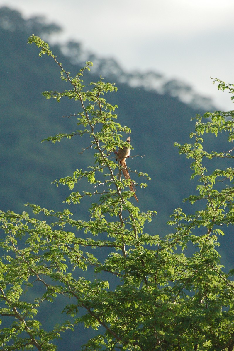 Speckled Mousebird - Paul Shaffner