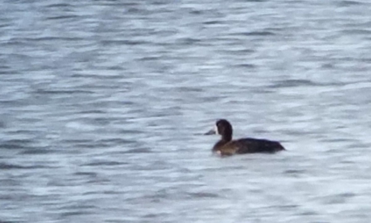 Greater Scaup - ML35908371