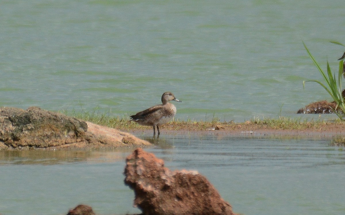 Green-winged Teal - ML359083731