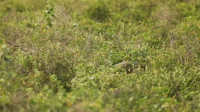 Singing Bushlark (Singing) - ML359084031