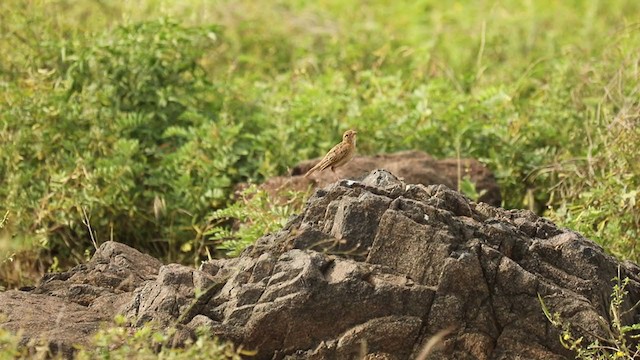 Singing Bushlark (Singing) - ML359084131