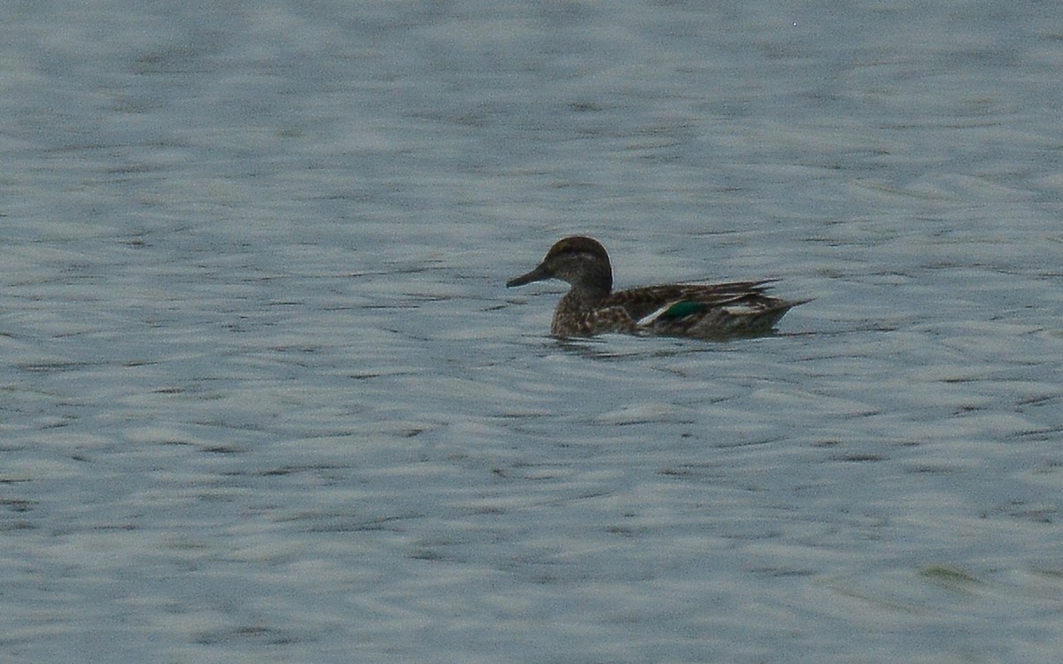 Green-winged Teal - ML359084551