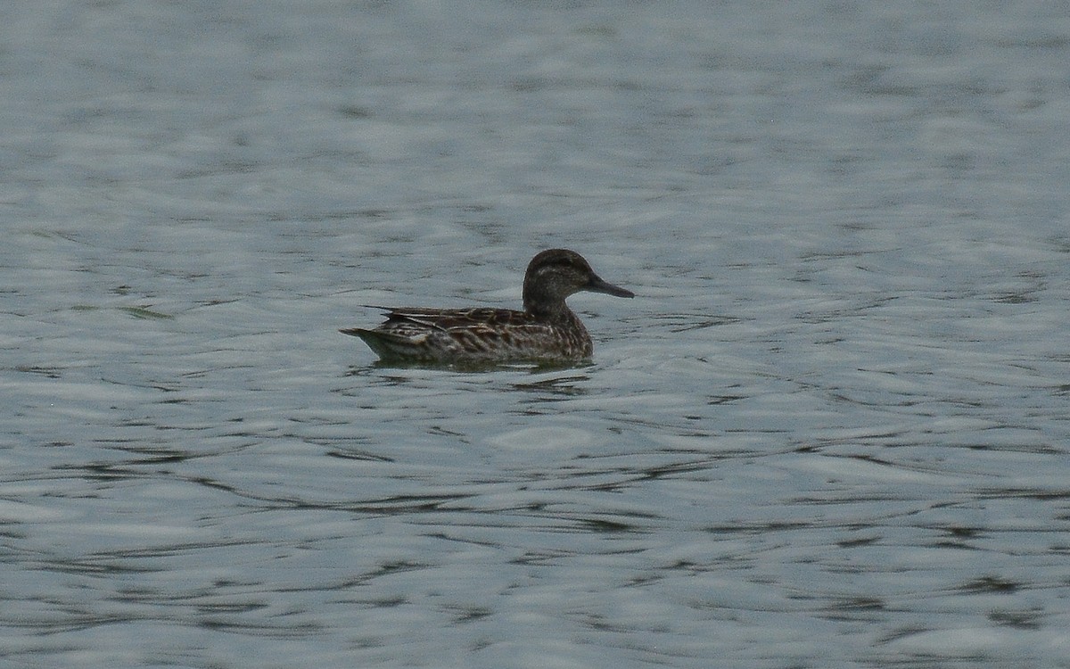 Green-winged Teal - Gaja mohanraj