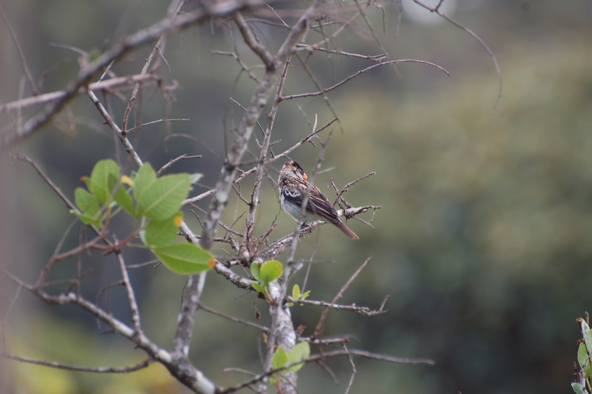 Red-billed Quelea - ML359084661