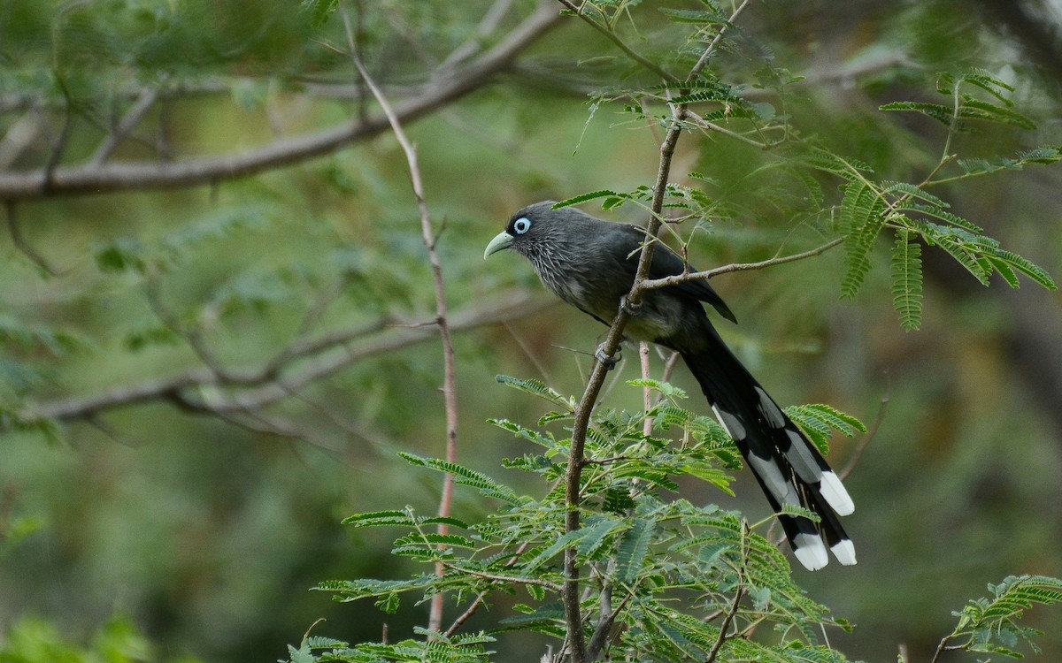 Blue-faced Malkoha - Gaja mohanraj